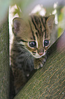 junge Asian Leopard Cat