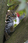 junge Asian Leopard Cat