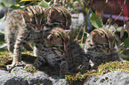 junge Asian Leopard Cats