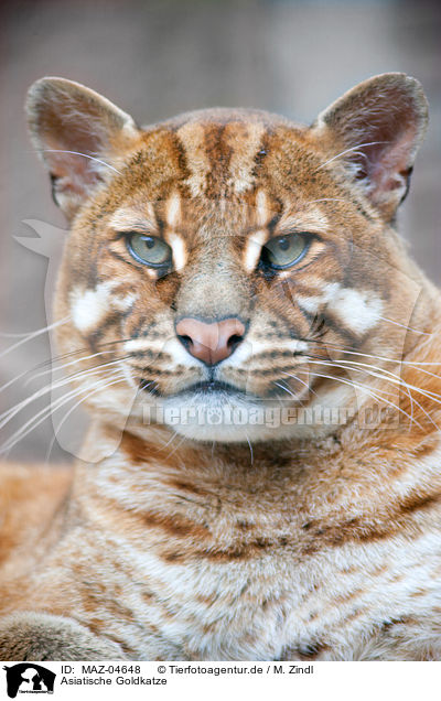 Asiatische Goldkatze / Asian golden cat / MAZ-04648