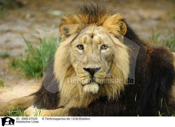 Asiatischer Lwe / Asiatic lion / DMS-07020