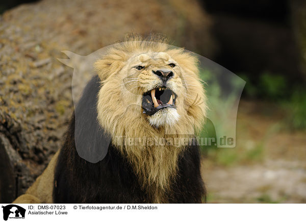 Asiatischer Lwe / Asiatic lion / DMS-07023