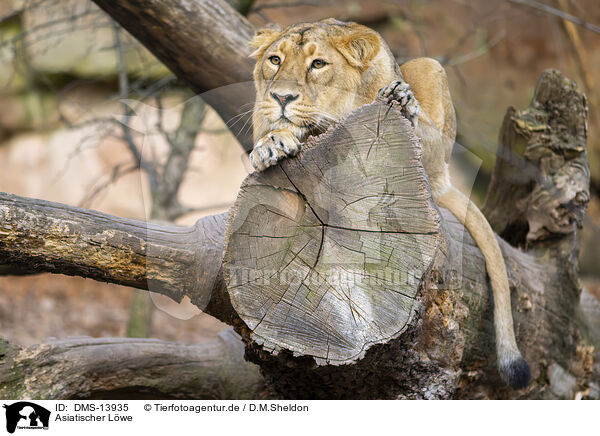 Asiatischer Lwe / Asiatic lion / DMS-13935