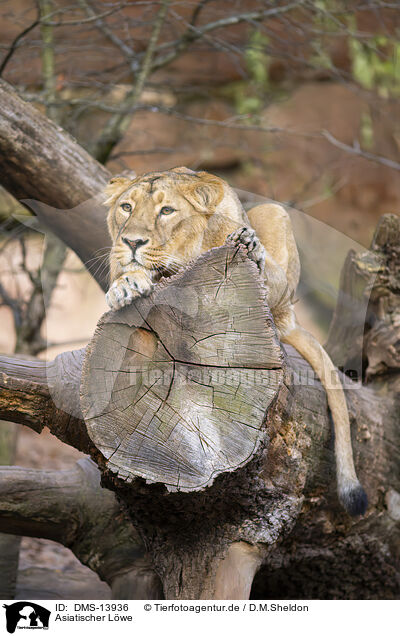 Asiatischer Lwe / Asiatic lion / DMS-13936