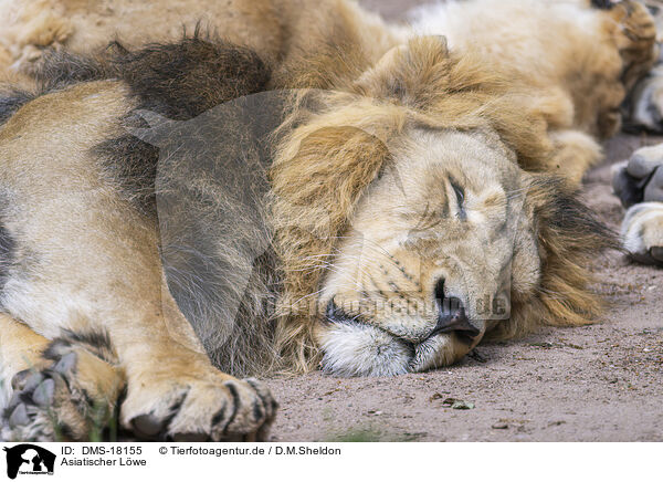Asiatischer L�we / asiatic lion / DMS-18155