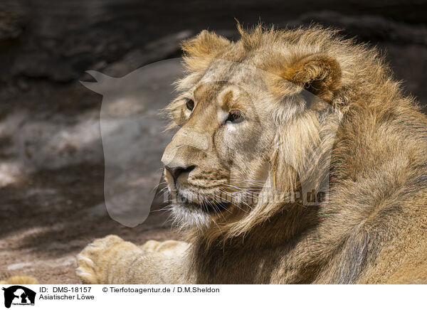 Asiatischer L�we / asiatic lion / DMS-18157