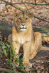 Asiatischer Lwe