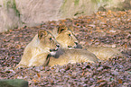 Asiatischer Lwe