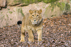 Asiatischer Lwe