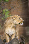 Asiatischer Lwe