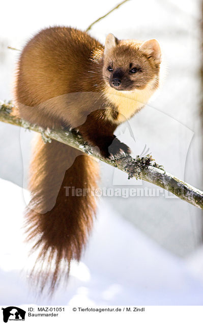 Baummarder / pine marten / MAZ-01051