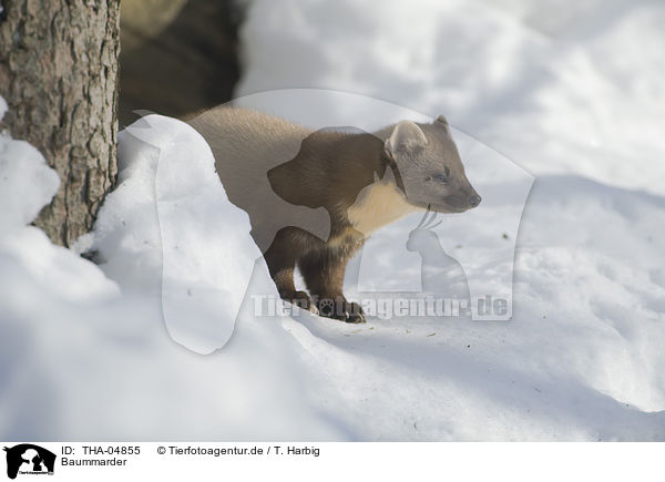 Baummarder / pine marten / THA-04855