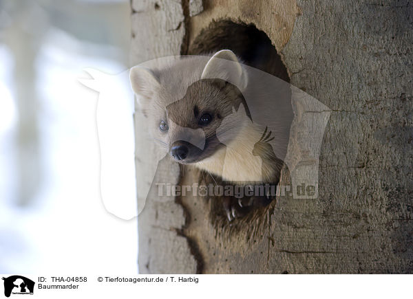 Baummarder / pine marten / THA-04858