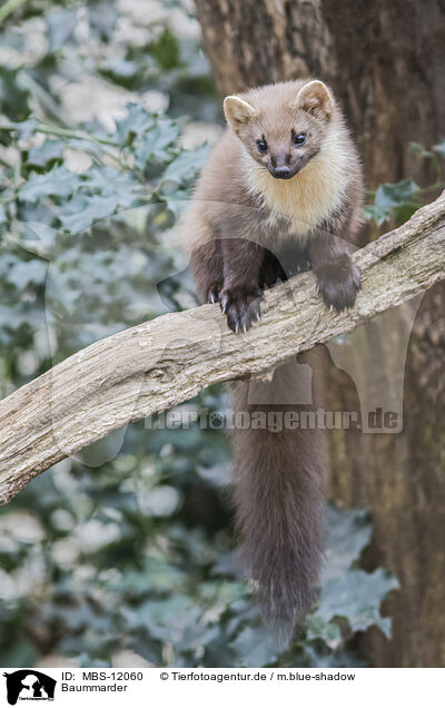 Baummarder / pine marten / MBS-12060