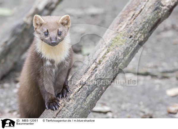 Baummarder / pine marten / MBS-12061