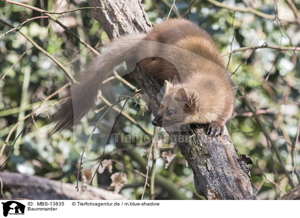 Baummarder / pine marten / MBS-13835