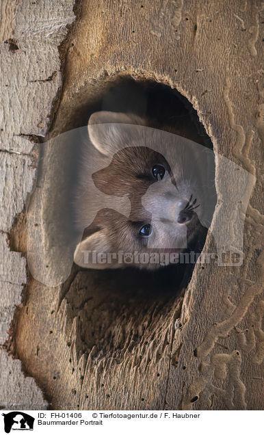 Baummarder Portrait / Pine Marten portrait / FH-01406