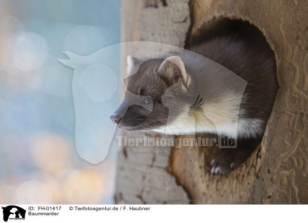 Baummarder / Pine Marten / FH-01417