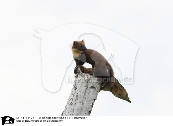junger Baummarder im Baumstamm / young pine marten in the tree trunk / FF-11427