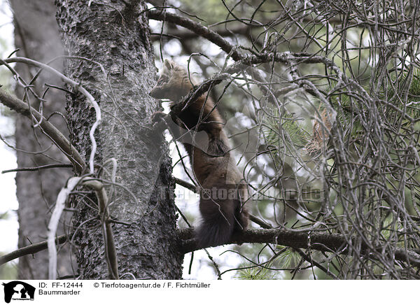 Baummarder / pine marten / FF-12444