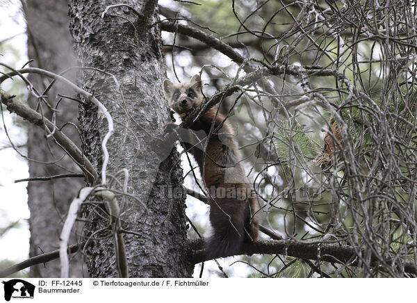 Baummarder / pine marten / FF-12445