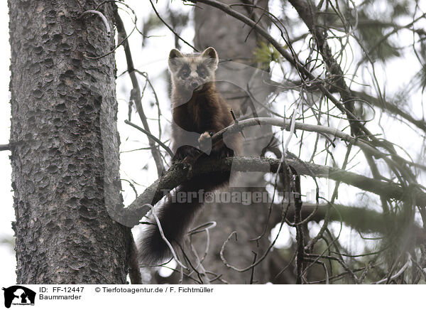 Baummarder / pine marten / FF-12447