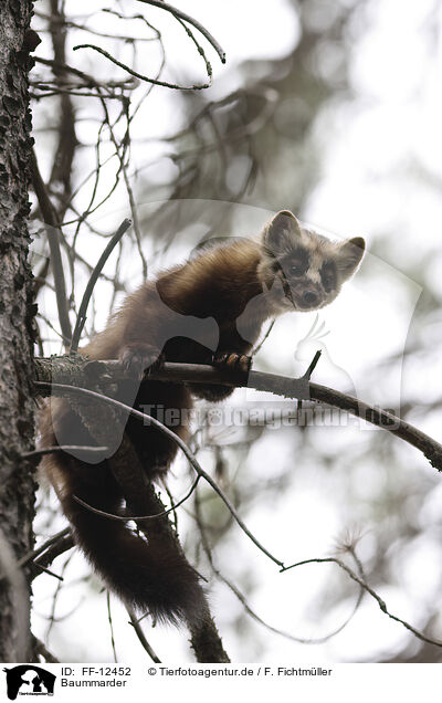 Baummarder / pine marten / FF-12452