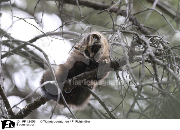 Baummarder / pine marten / FF-12456