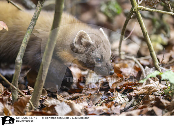 Baummarder / European pine marten / DMS-13743