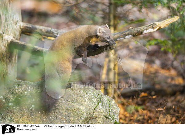 Baummarder / European pine marten / DMS-13744
