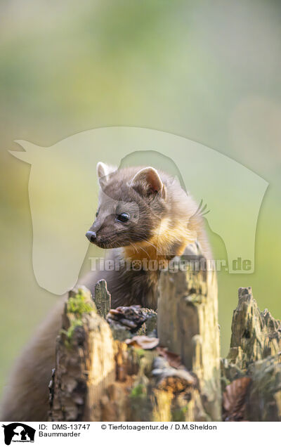 Baummarder / European pine marten / DMS-13747