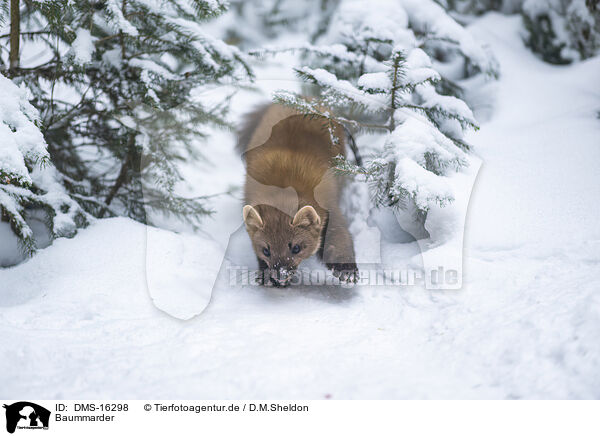 Baummarder / pine marten / DMS-16298