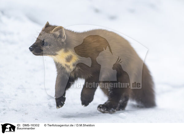 Baummarder / pine marten / DMS-16302