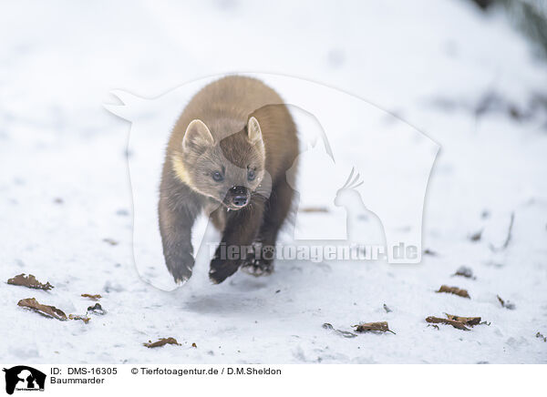 Baummarder / pine marten / DMS-16305