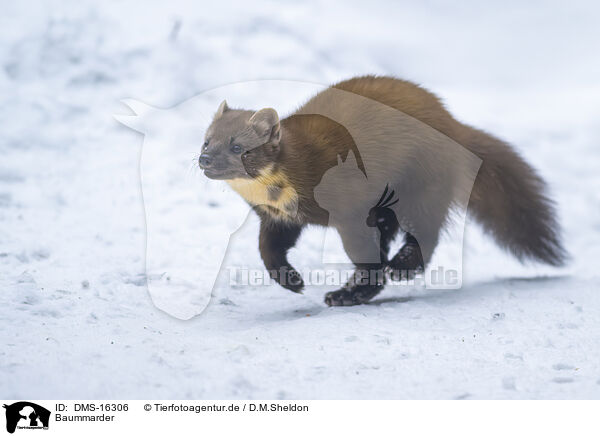 Baummarder / pine marten / DMS-16306