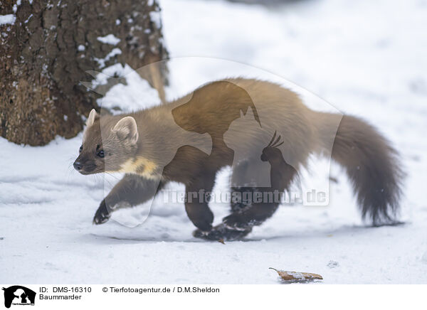 Baummarder / pine marten / DMS-16310