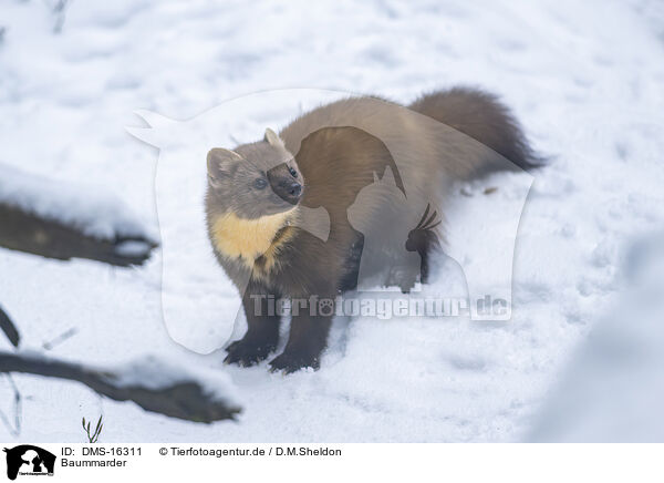 Baummarder / pine marten / DMS-16311
