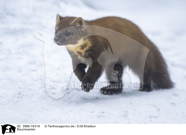 Baummarder / pine marten / DMS-16318