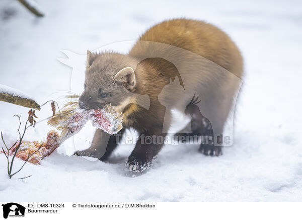 Baummarder / pine marten / DMS-16324