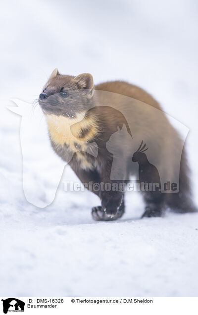 Baummarder / pine marten / DMS-16328