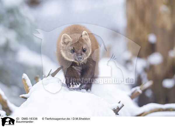 Baummarder / pine marten / DMS-16336