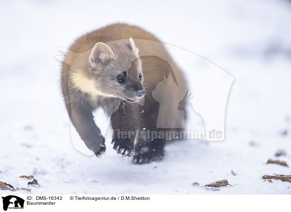 Baummarder / pine marten / DMS-16342