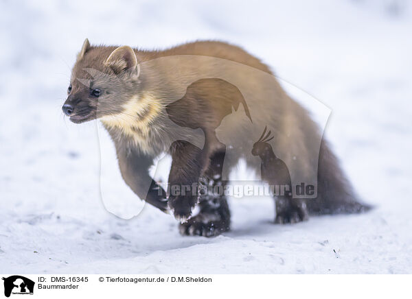 Baummarder / pine marten / DMS-16345