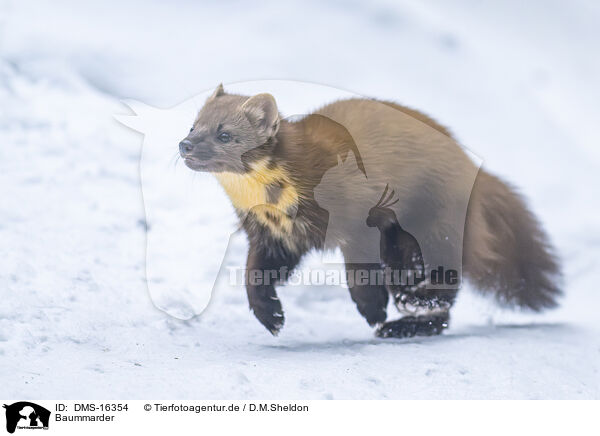 Baummarder / pine marten / DMS-16354