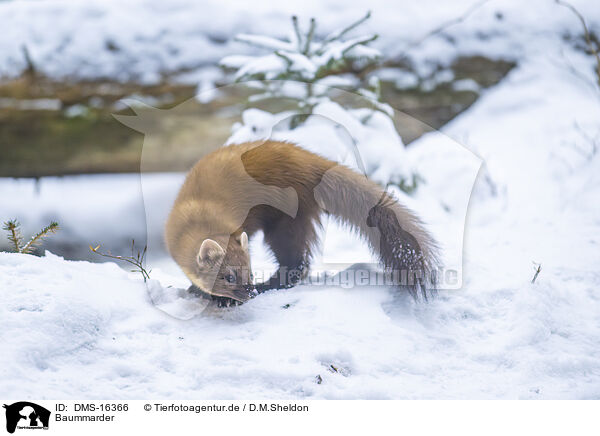 Baummarder / pine marten / DMS-16366