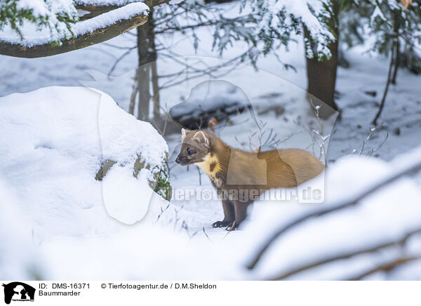 Baummarder / pine marten / DMS-16371