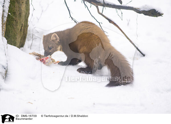 Baummarder / pine marten / DMS-16709