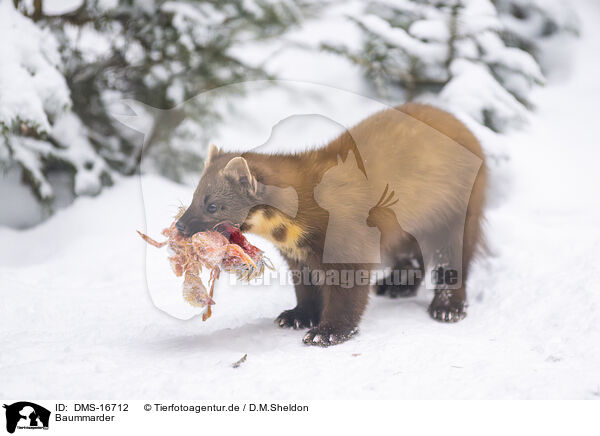 Baummarder / pine marten / DMS-16712