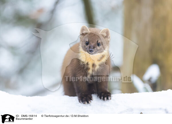 Baummarder / pine marten / DMS-16814