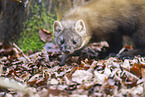 Baummarder
